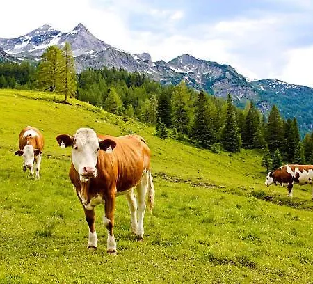 Heimat - Zillertal Daire